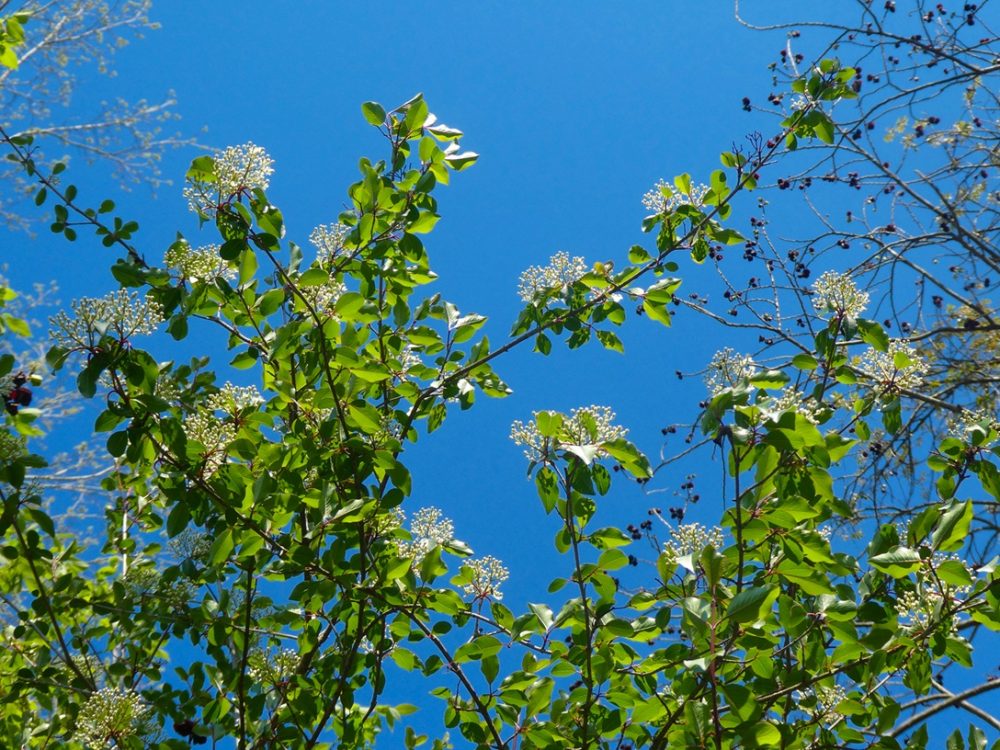 Black haw (Viburnum prunifolium)