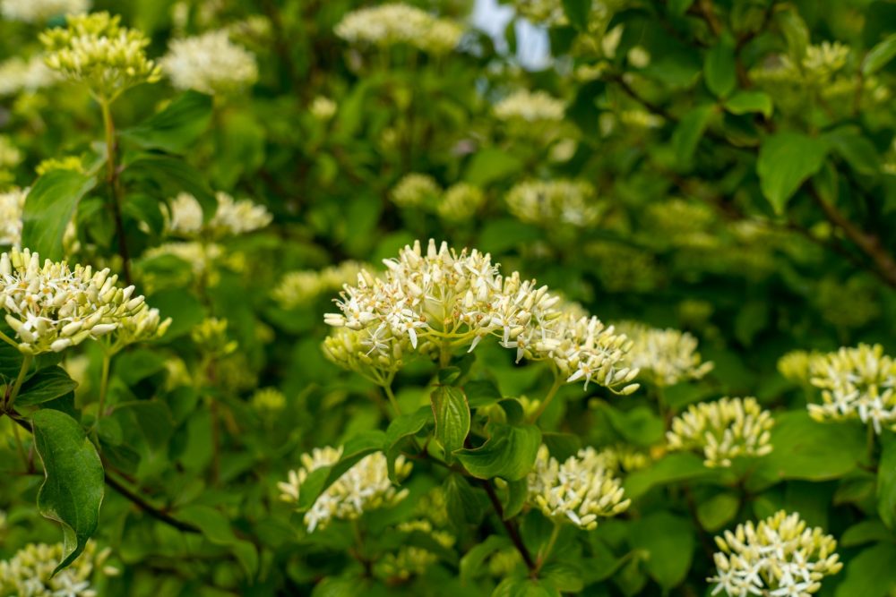 Black haw (Viburnum prunifolium)