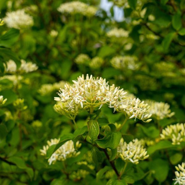 Black haw (Viburnum prunifolium)