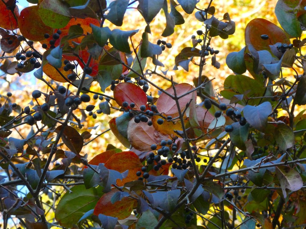 Black haw (Viburnum prunifolium)