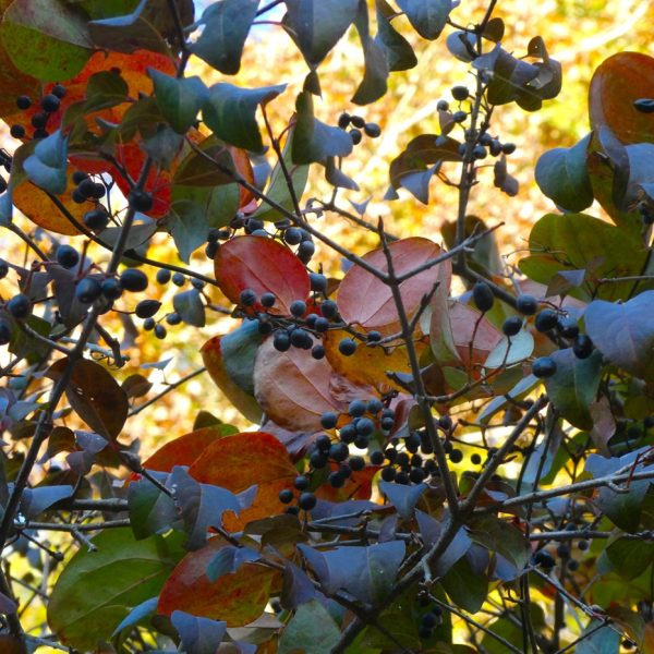 Black haw (Viburnum prunifolium)