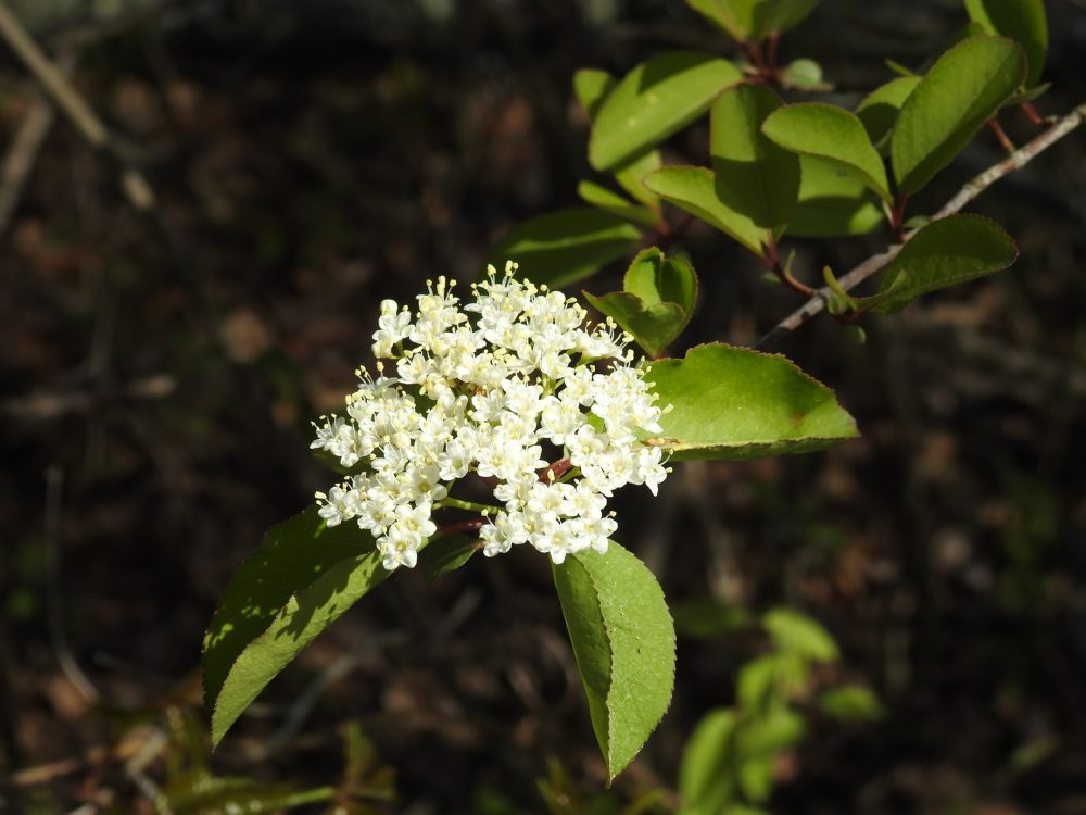 Black haw (Viburnum prunifolium)