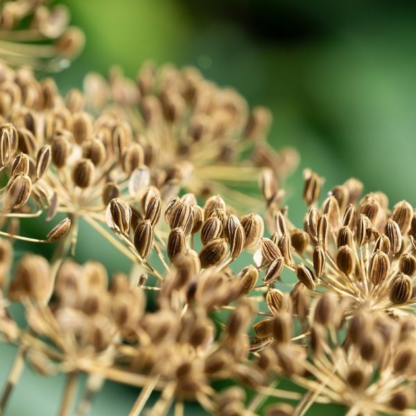 Dill seeds (Anethum graveolens)