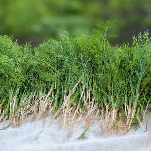 Dill (Anethum graveolens)