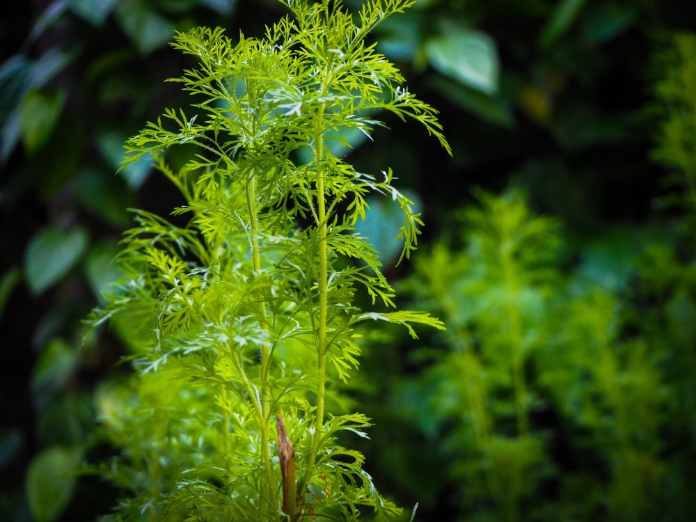 Dill (Anethum graveolens)