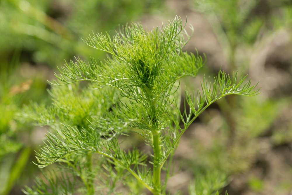 Dill (Anethum graveolens)
