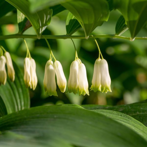 Solomon's seal (Polygonatum spp.)