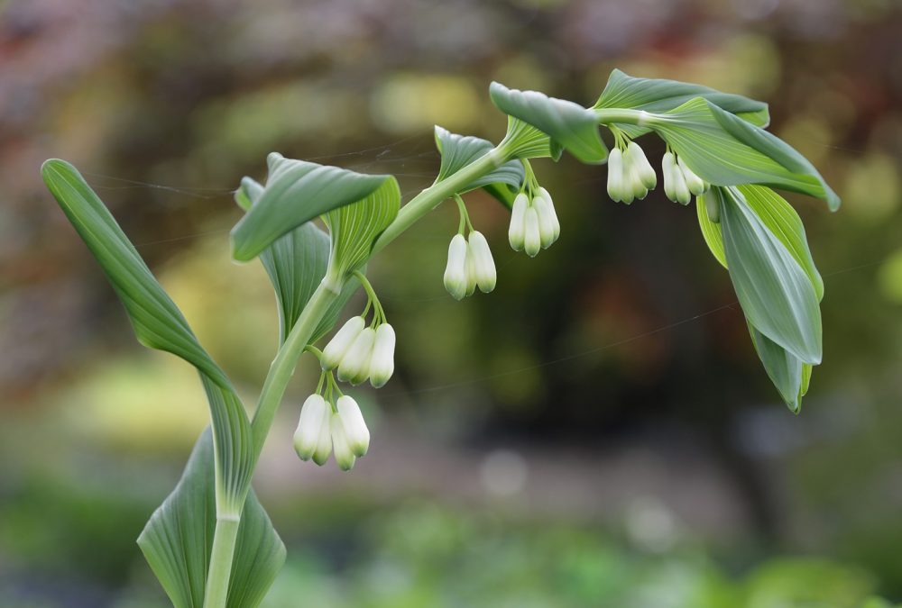 Solomon's seal (Polygonatum spp.)