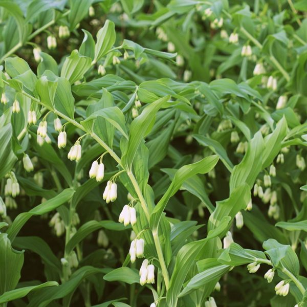 Solomon's seal (Polygonatum spp.)