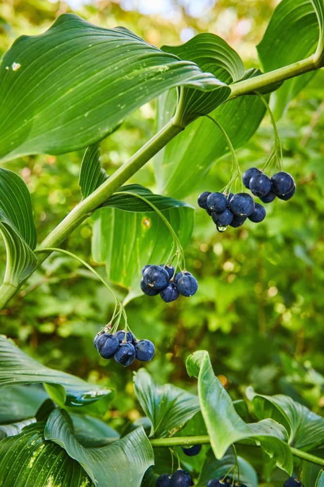 Solomon's seal (Polygonatum spp.)