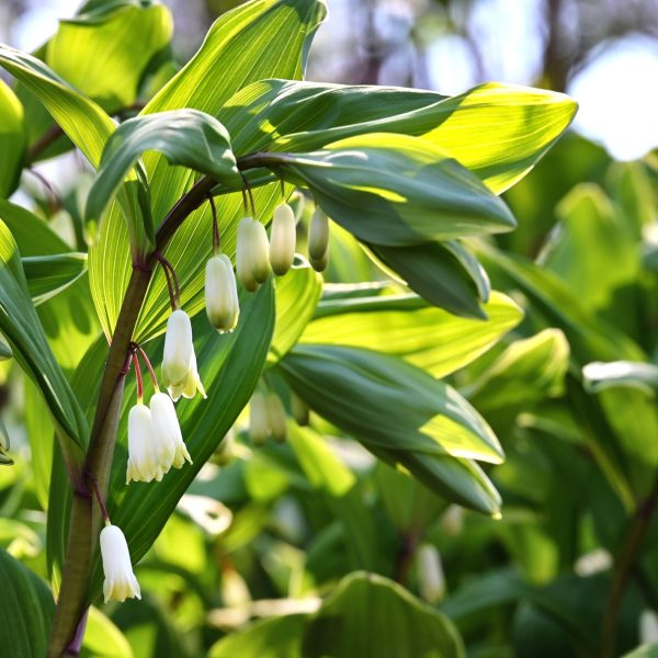 Solomon's seal (Polygonatum spp.)