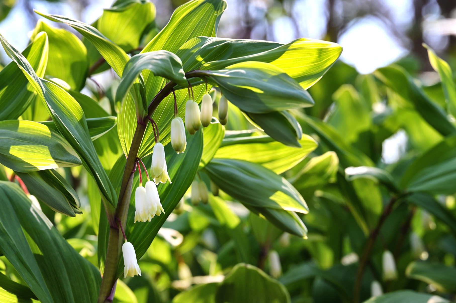 Solomon's seal (Polygonatum spp.)