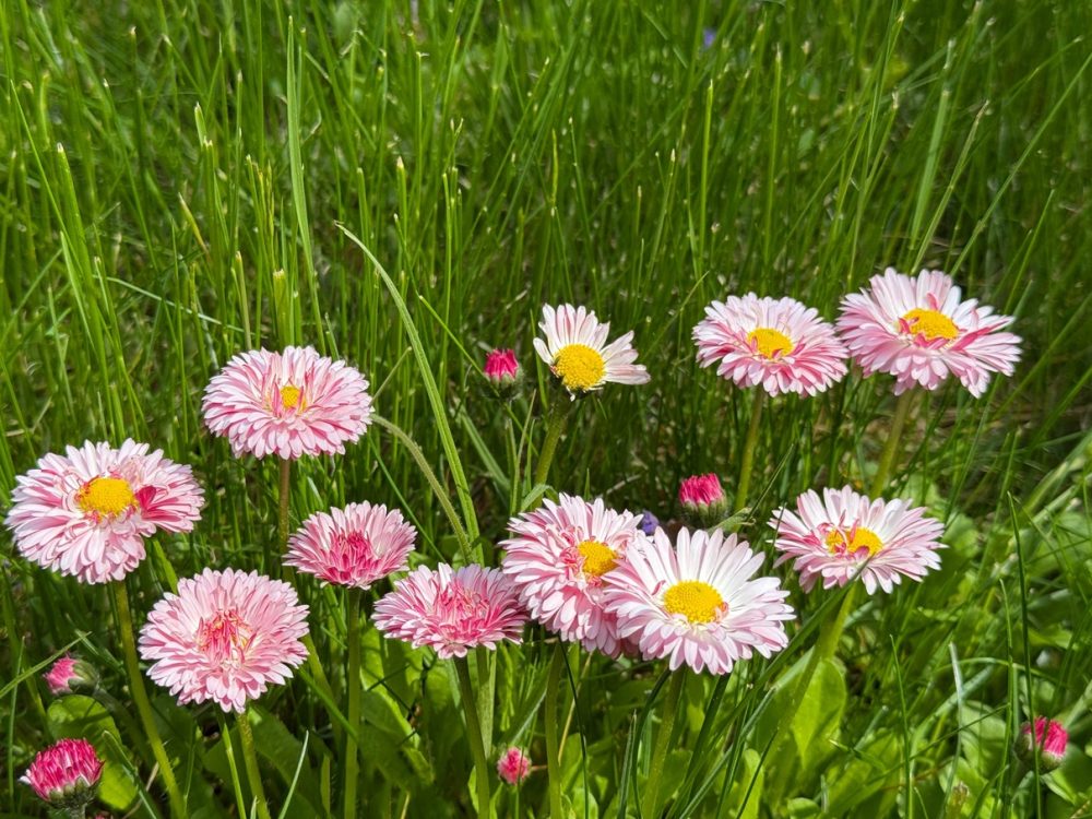 Daisy (Bellis perennis)