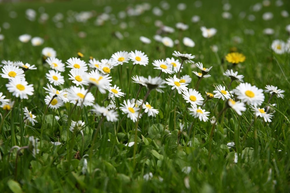 Daisy (Bellis perennis)
