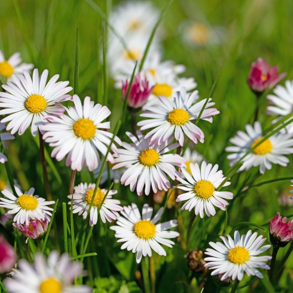 Daisy (Bellis perennis)