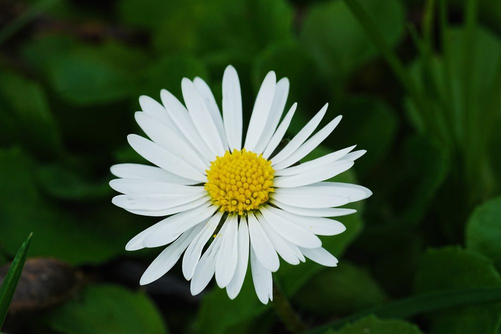 Daisy (Bellis perennis)
