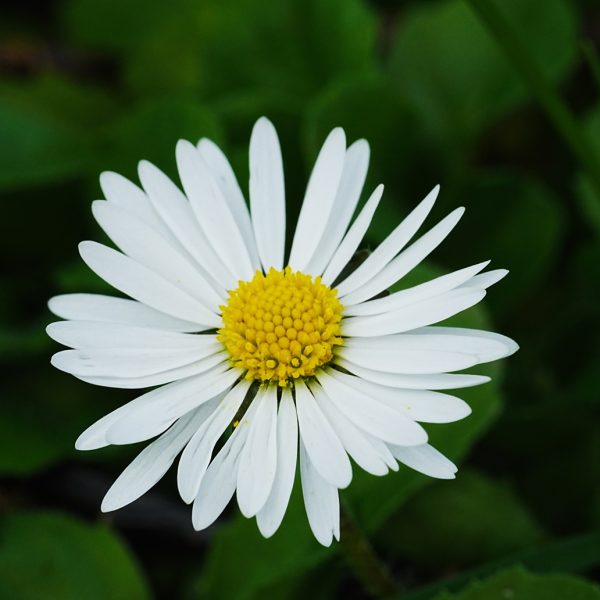 Daisy (Bellis perennis)