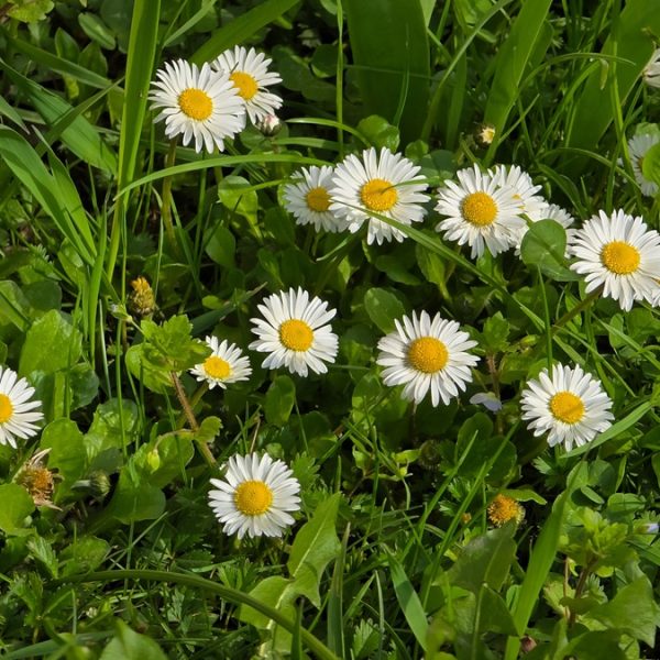 Daisy (Bellis perennis)