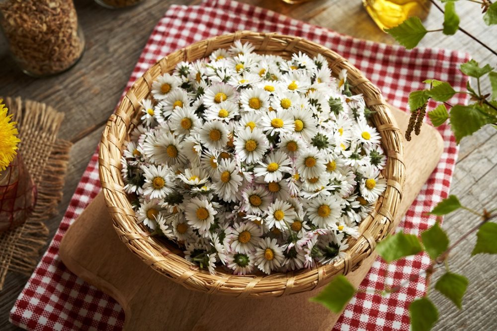 Daisy (Bellis perennis)