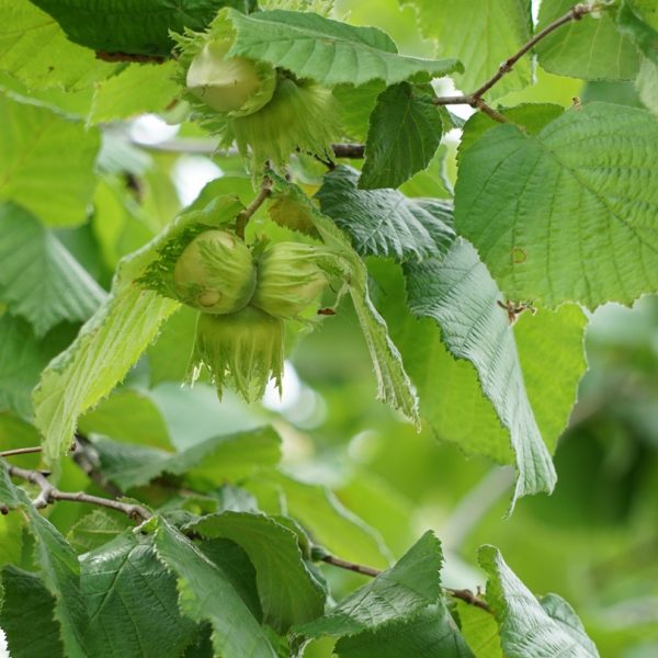 Hazel (Corylus avellana)