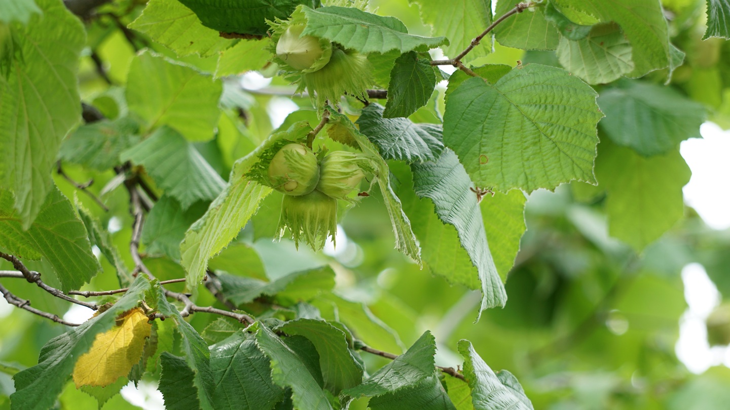 Hazel (Corylus avellana)