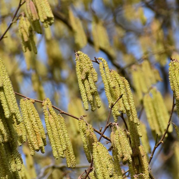 Hazel (Corylus avellana)