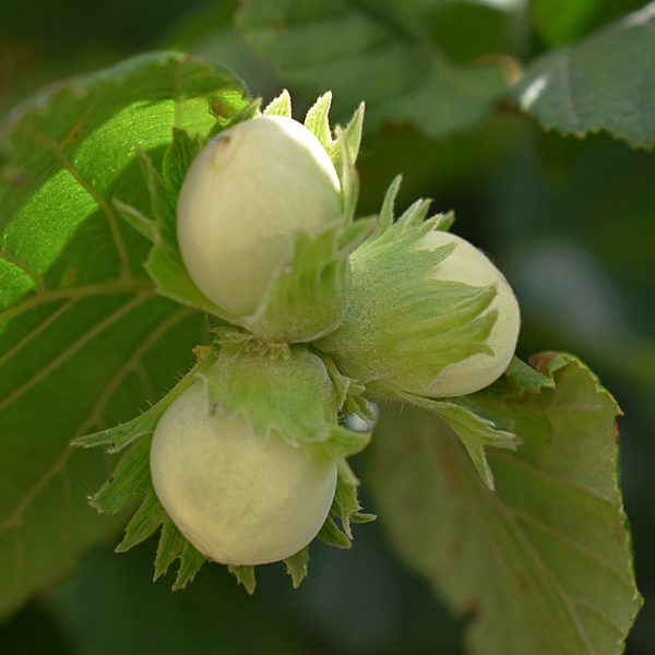 Hazel (Corylus avellana)