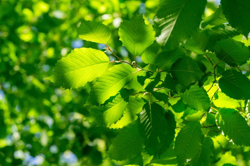 Hazel (Corylus avellana)