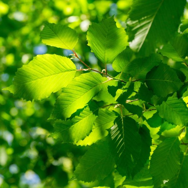 Hazel (Corylus avellana)