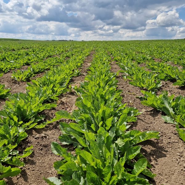 Sustainable herb sourcing: Updates from the field