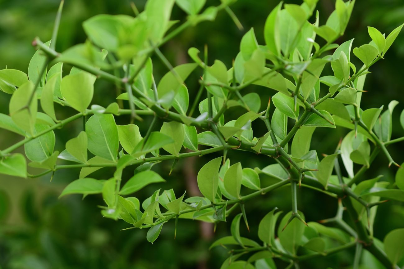 Bush plum (Carissa spinarum)