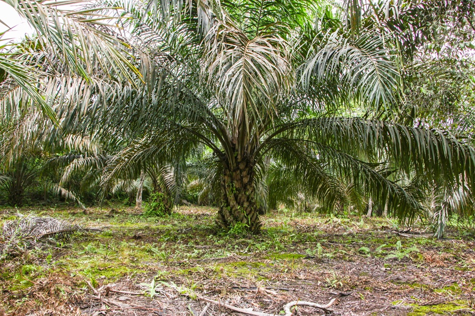 African oil palm (Elaeis guineensis)