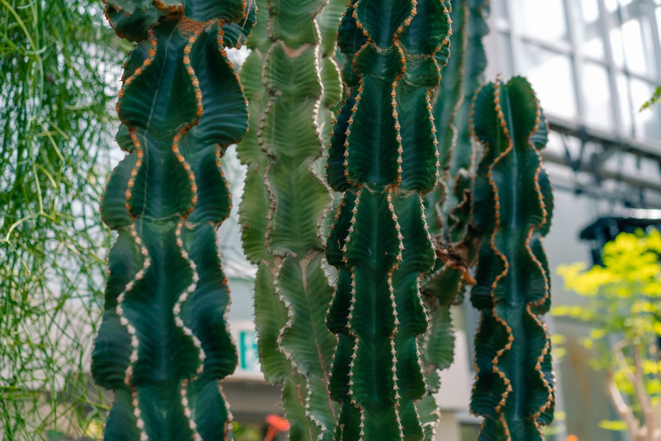 Desert candle (Euphorbia abyssinica)