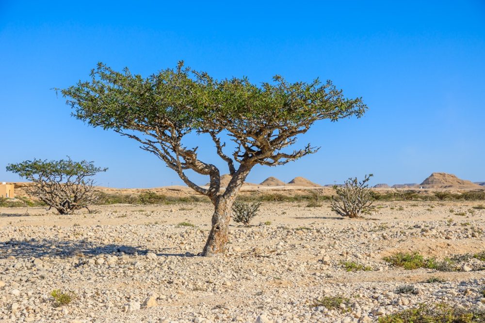 Frankincense (Boswellia sacra)