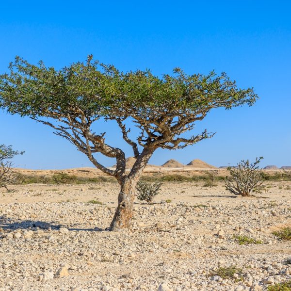 Frankincense (Boswellia sacra)