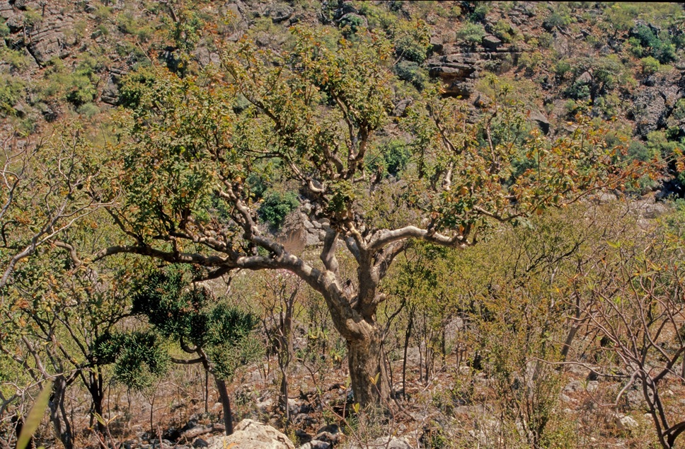 Myrrh (Commiphora myrrha)