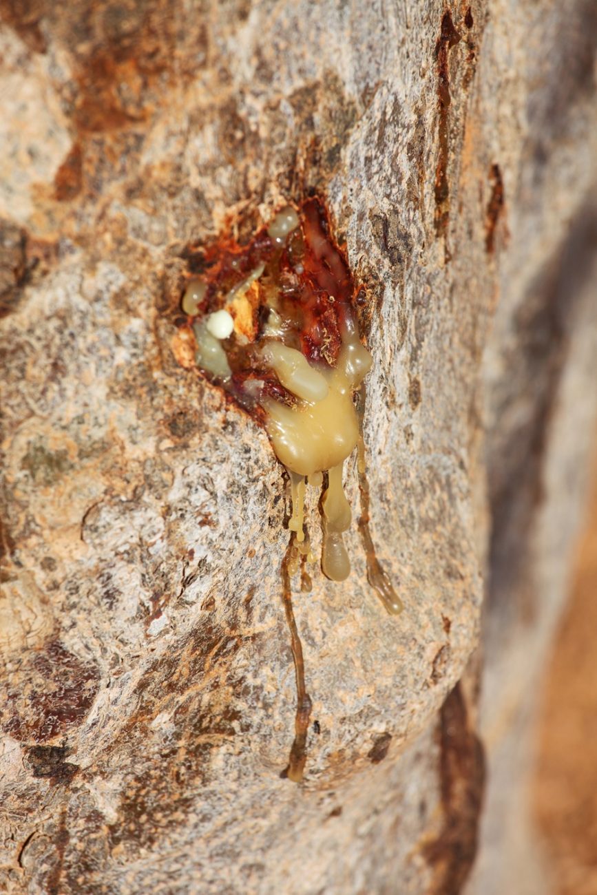 Myrrh resin (Commiphora myrrha)