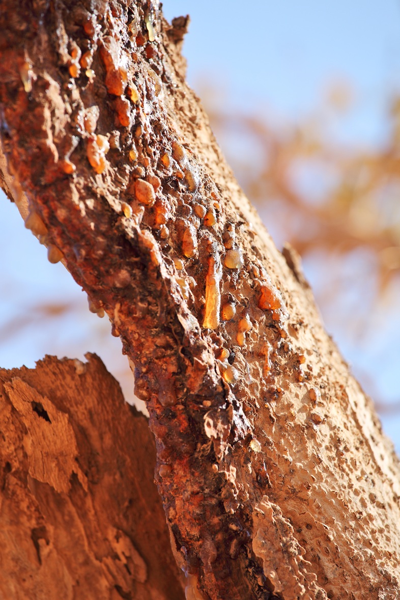 Myrrh resin (Commiphora myrrha)