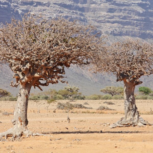 The Sustainability Of Myrrh Commiphora Myrrha