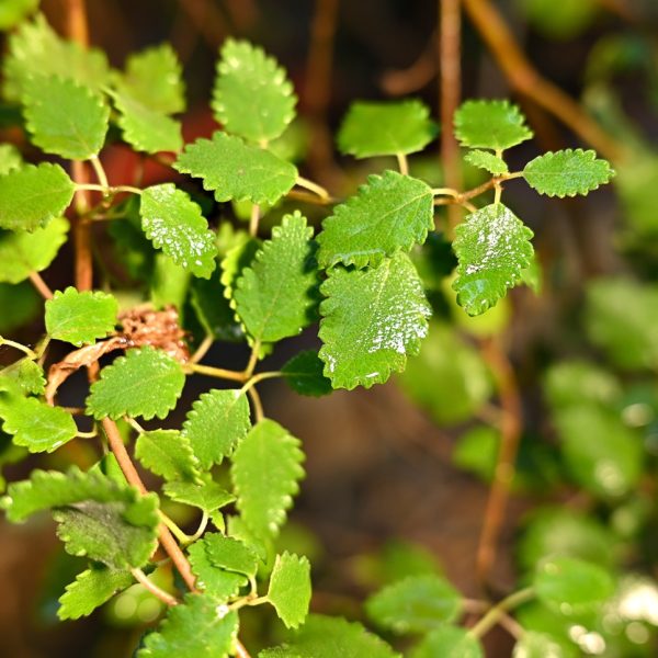 Myrrh (Commiphora myrrha)