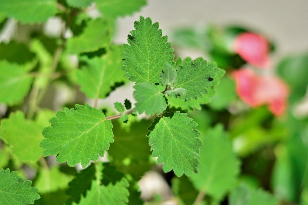 Myrrh (Commiphora myrrha)