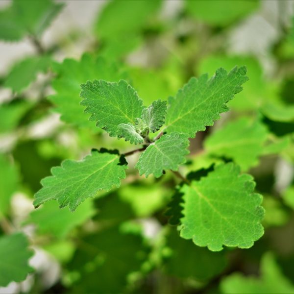 Myrrh (Commiphora myrrha)