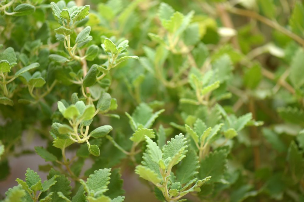 Myrrh (Commiphora myrrha)
