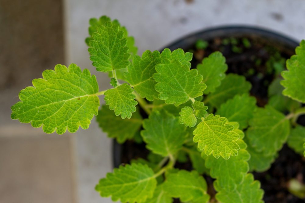 Myrrh (Commiphora myrrha)