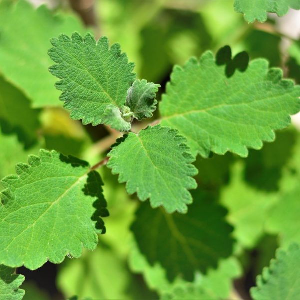 Myrrh (Commiphora myrrha)