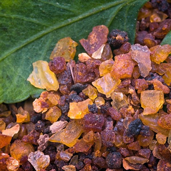 Myrrh (Commiphora myrrha)