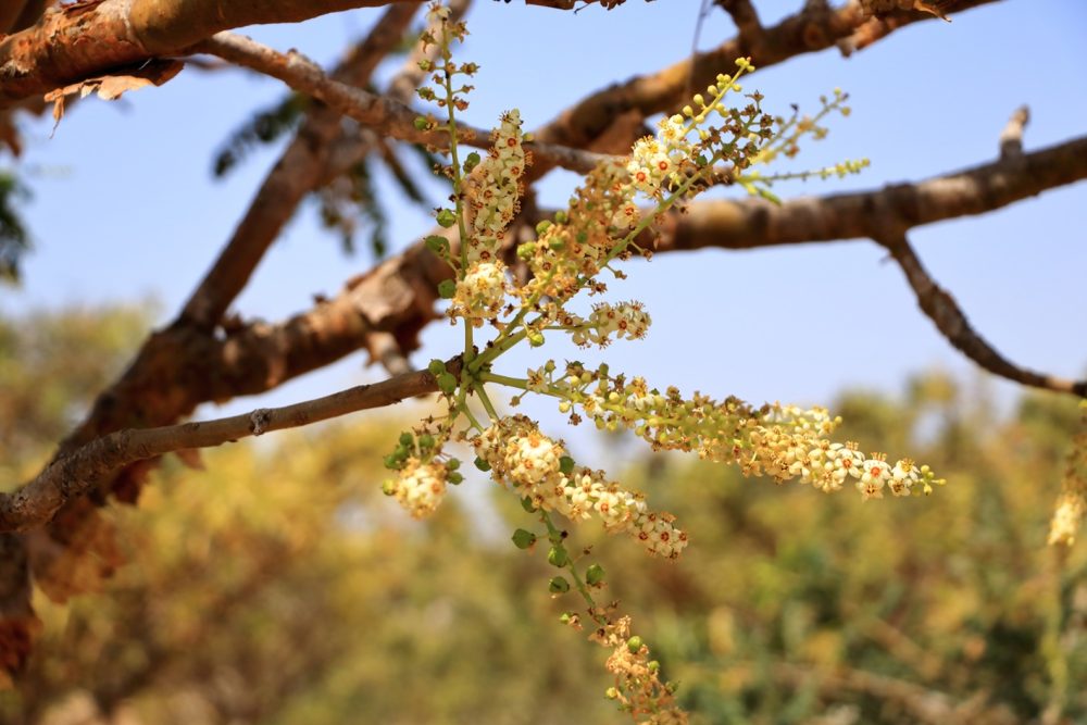 Frankincense (Boswellia sacra)