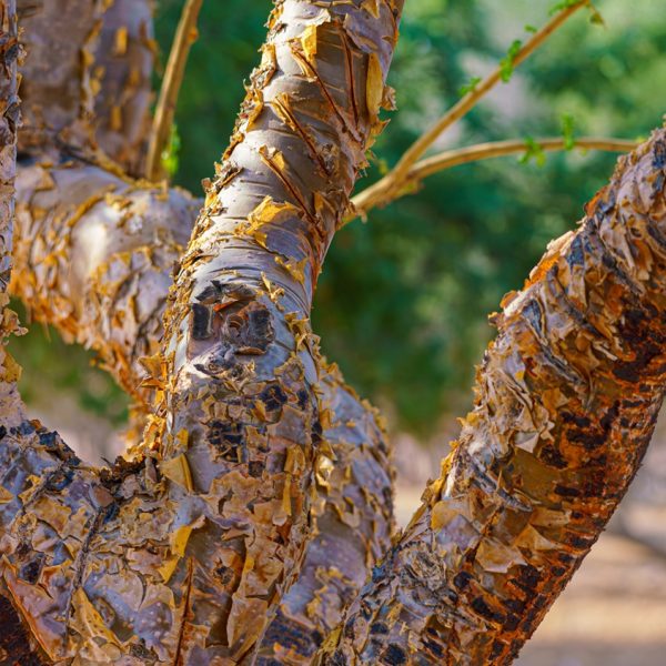 Frankincense Resin Boswellia Sacra