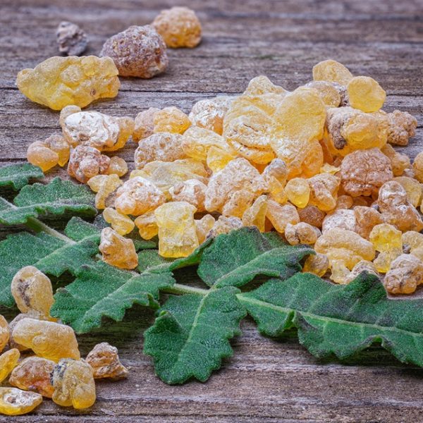 Frankincense resin (Boswellia sacra)