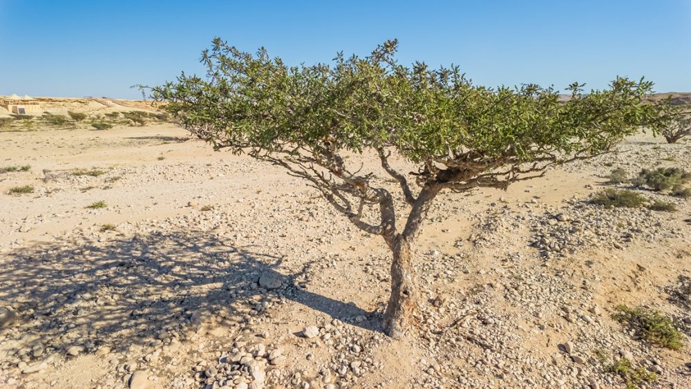 Frankincense (Boswellia sacra)